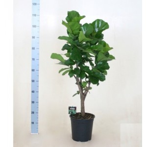 Фикус Лирата на штамбе (Ficus Lyrata) 